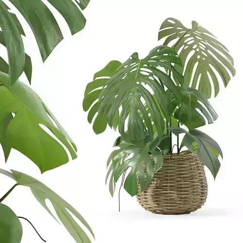 Monstera in rattan flower pot