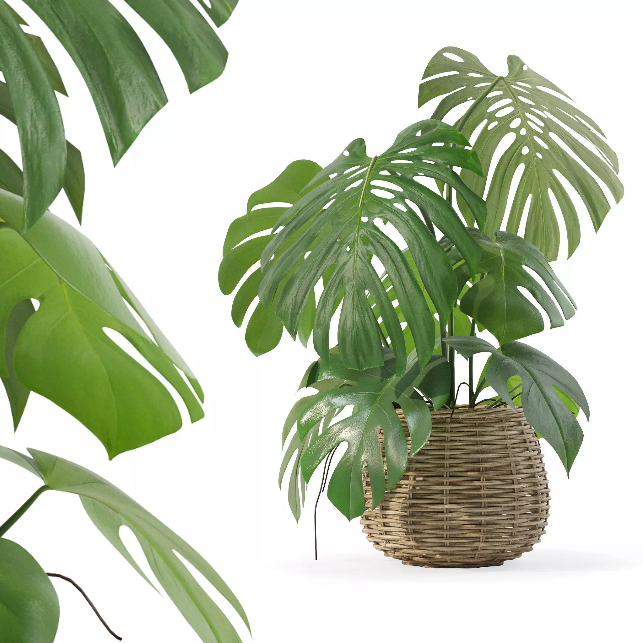 Monstera in rattan flower pot 3D model_0