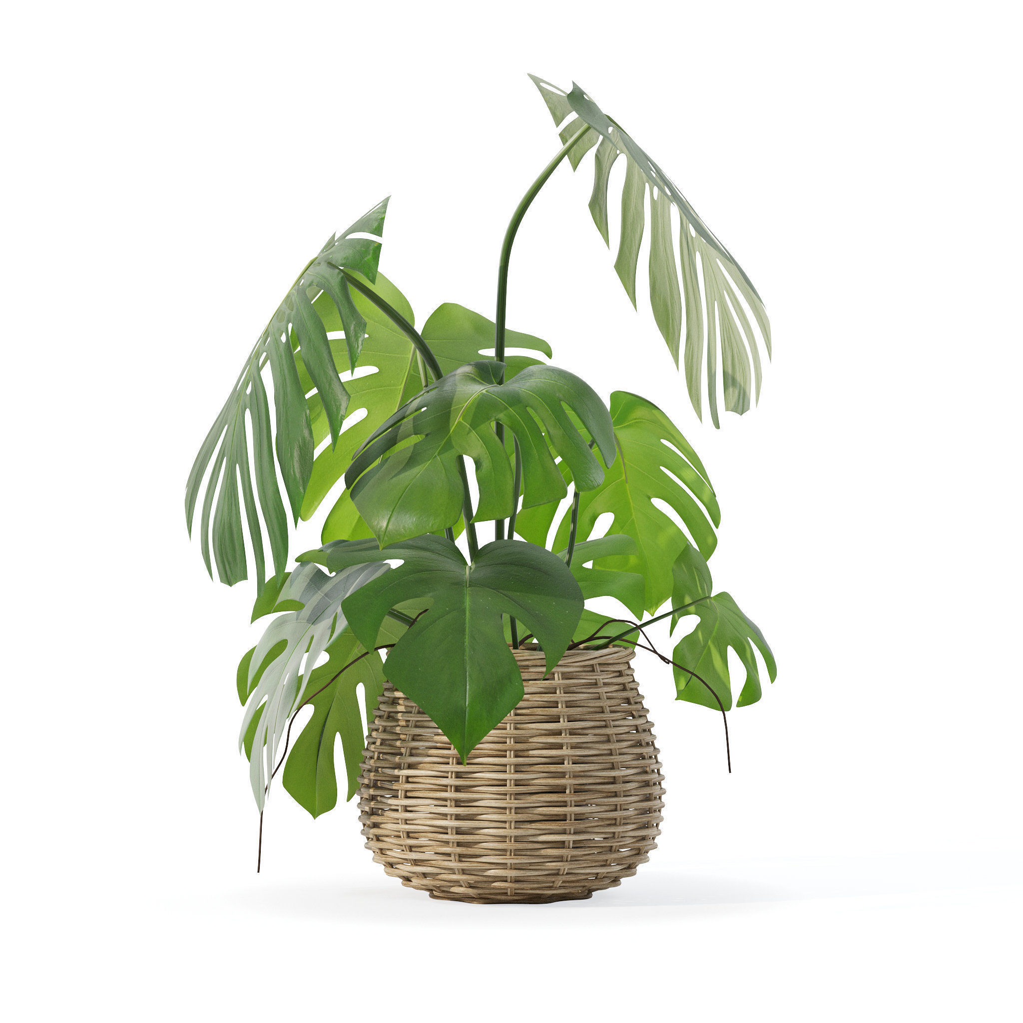 Monstera in rattan flower pot 3D model_6