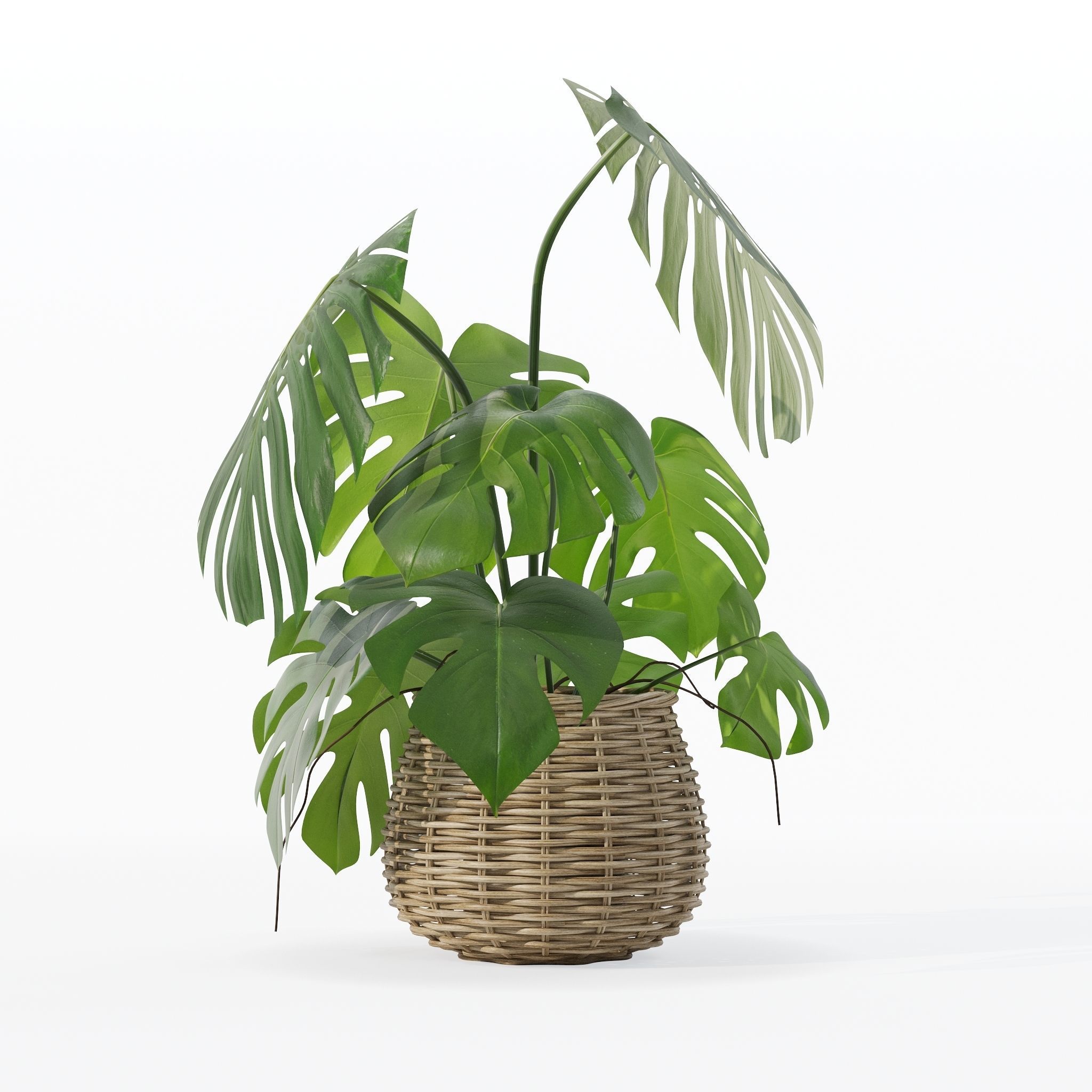 Monstera in rattan flower pot 3D model_32