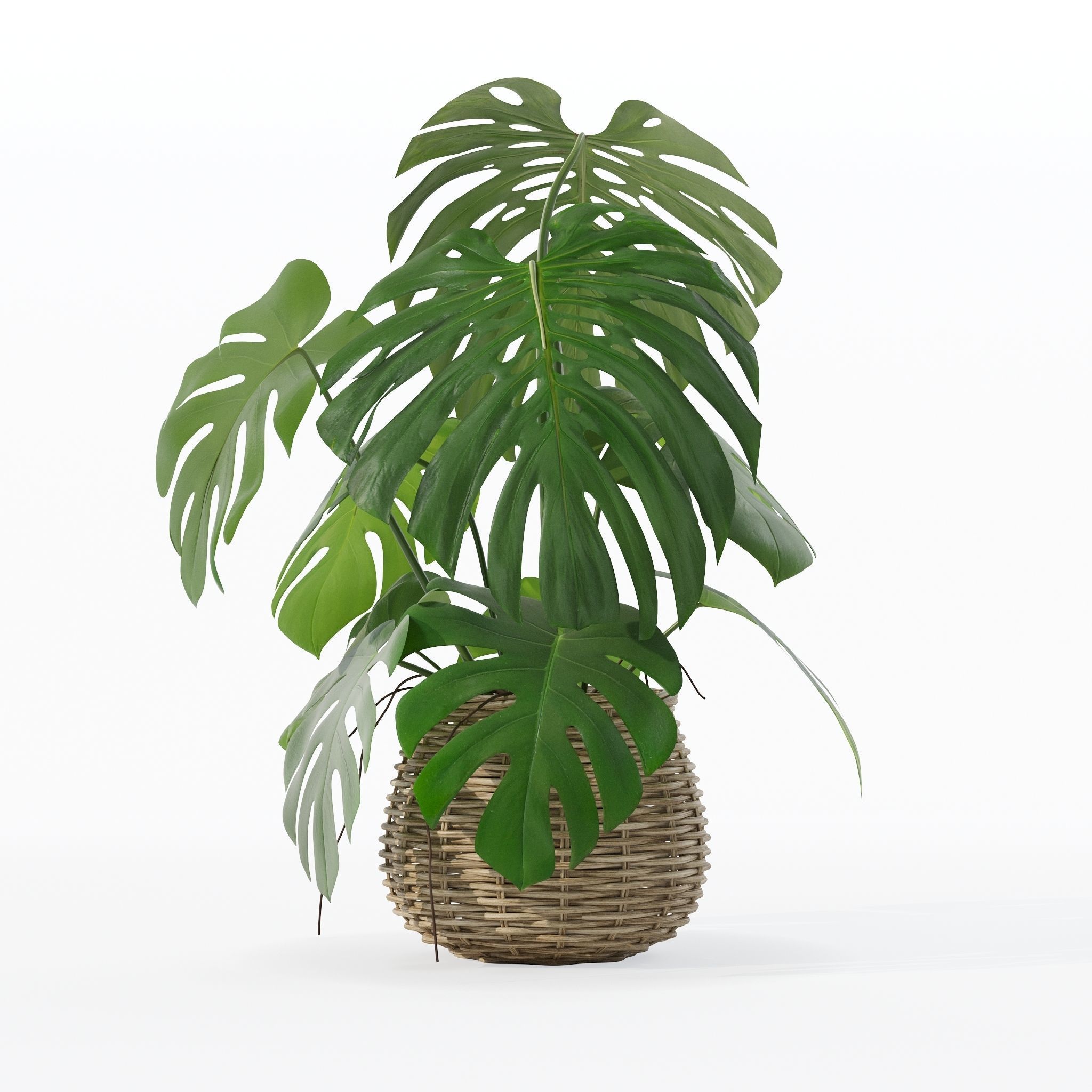 Monstera in rattan flower pot 3D model_25