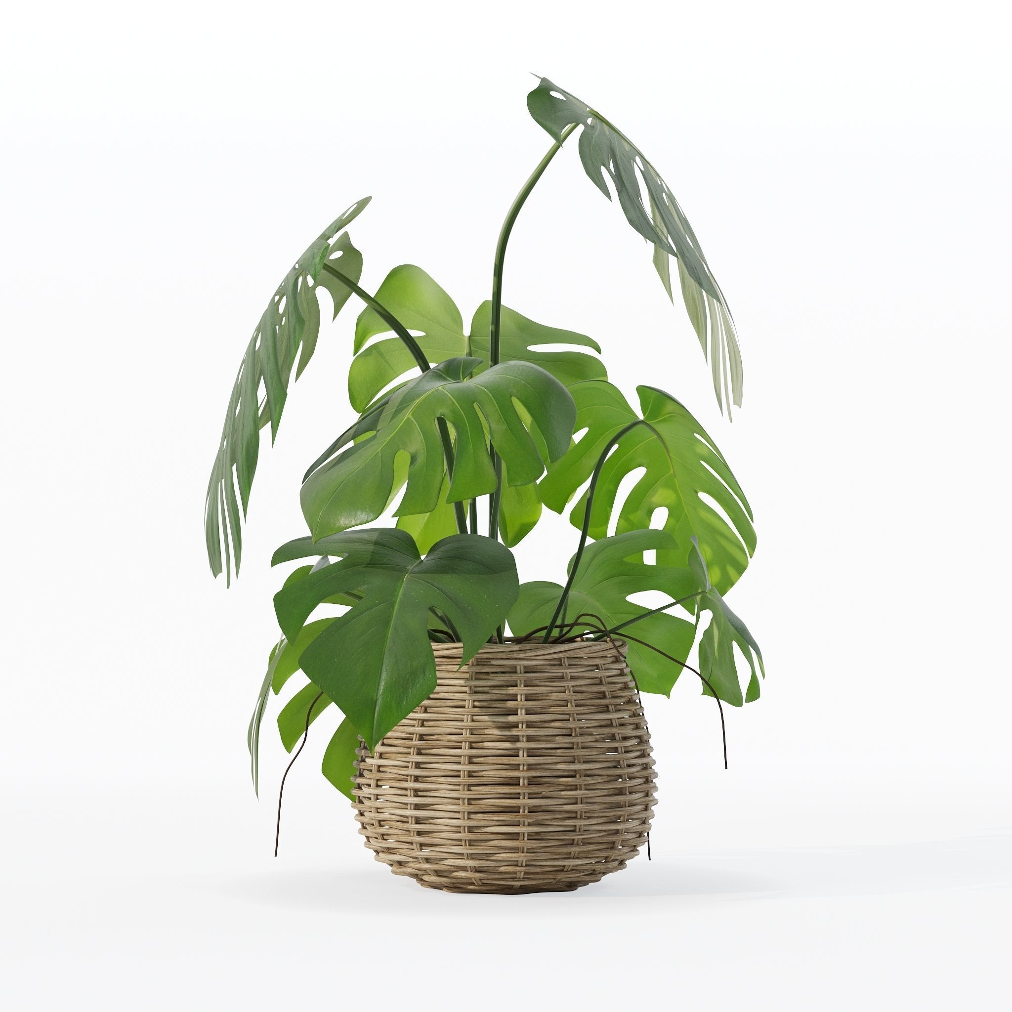 Monstera in rattan flower pot 3D model_11
