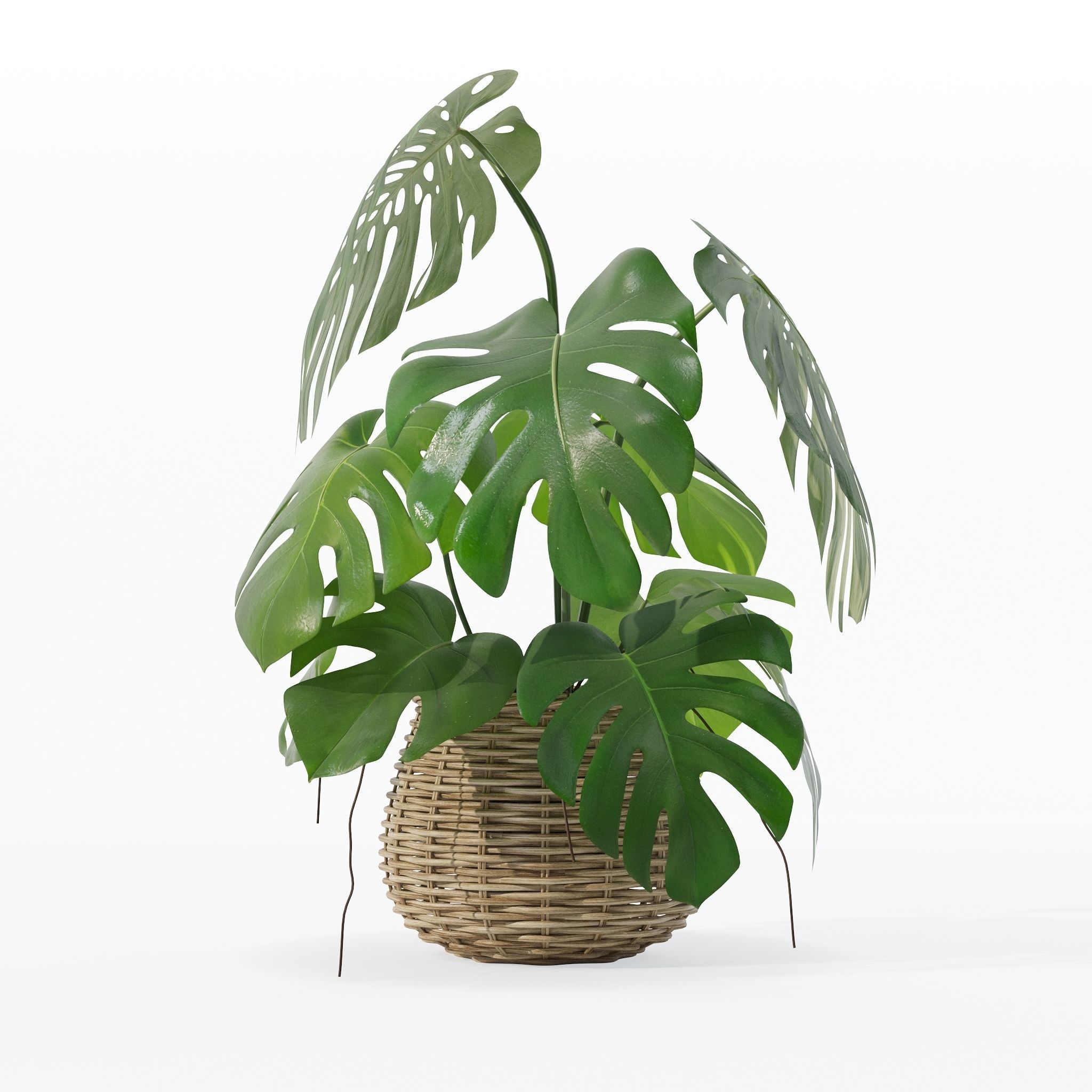 Monstera in rattan flower pot 3D model_21