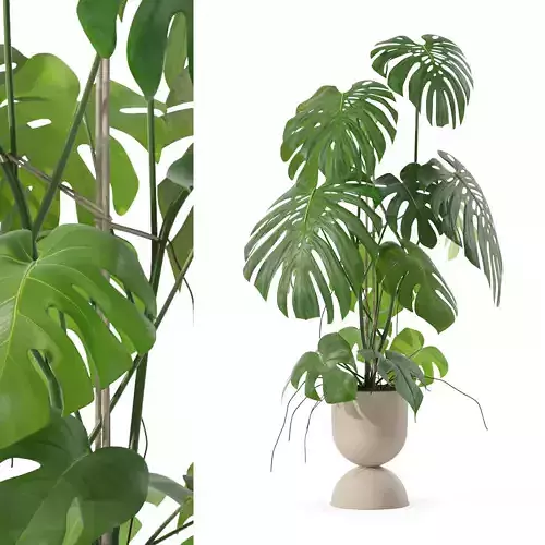Monstera in rattan flower pot