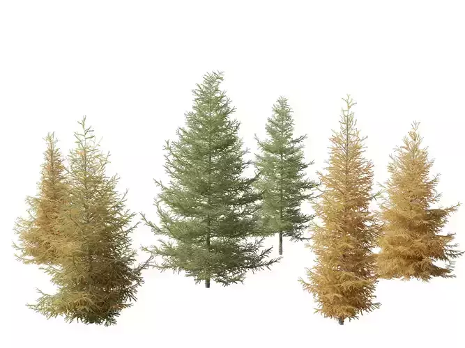 Larix laricina - American larch 3D model