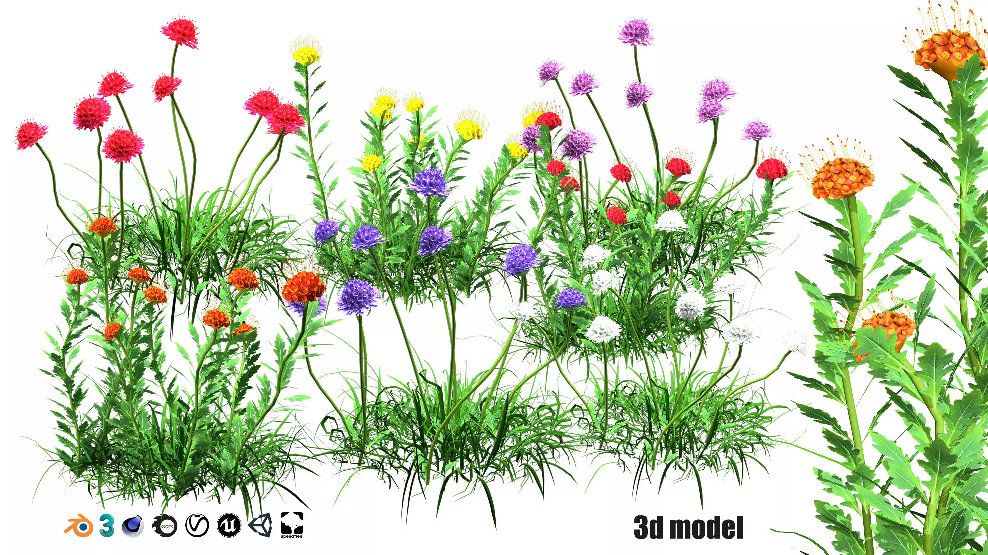 colorful Pincushion Flowers 3d pack Low-poly 3D model