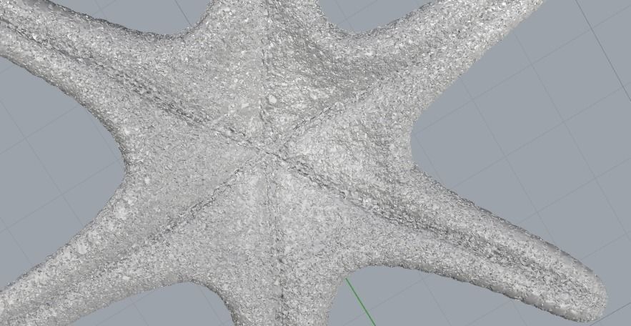 Starfish N012001 3D print model_4