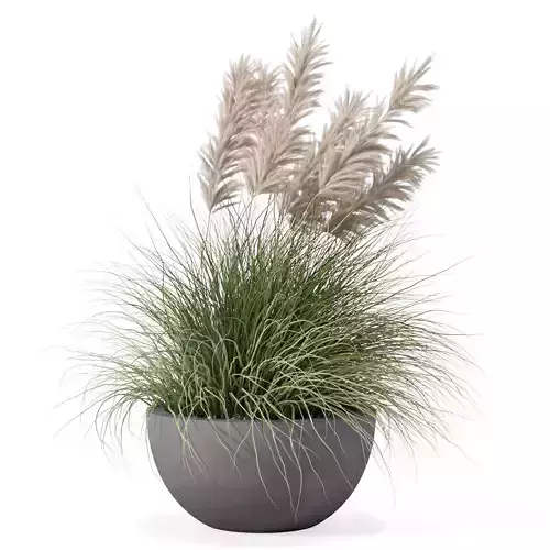 Grass in big flower pot