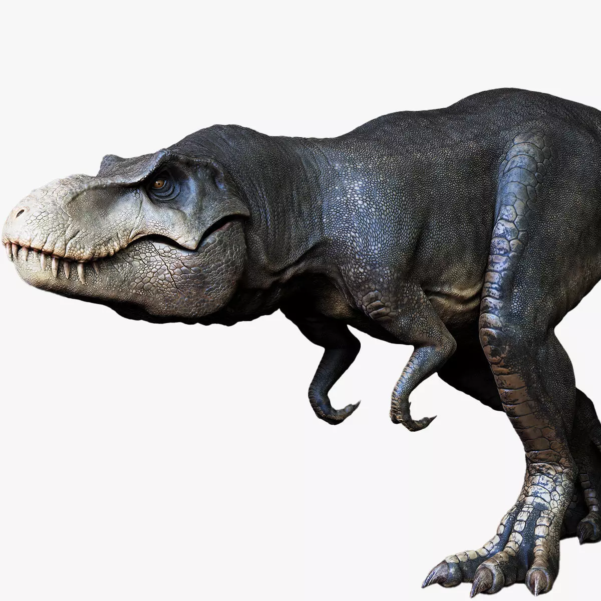 Dinosaur Tyrannosaurus Rex Stan Sculpt Project 3D model_0