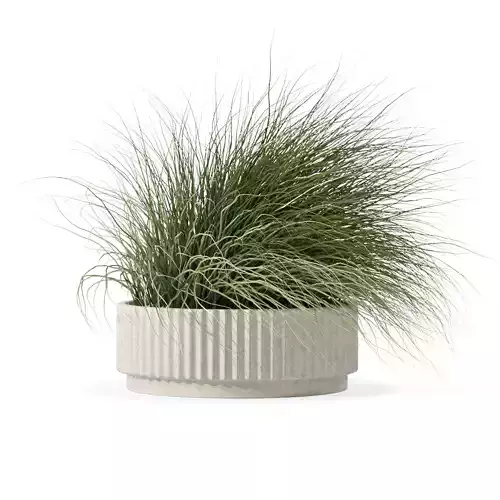 Grass in big flower pot