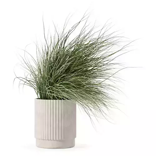 Grass in big flower pot
