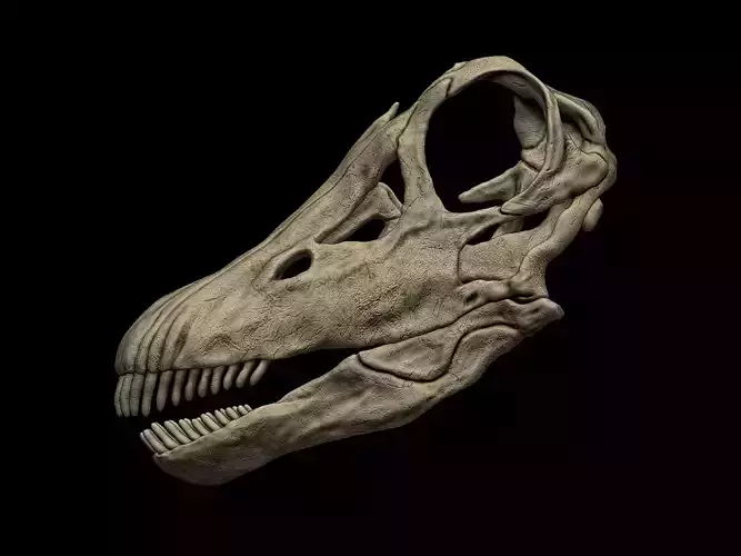 Diplodocus Skull 3D print model