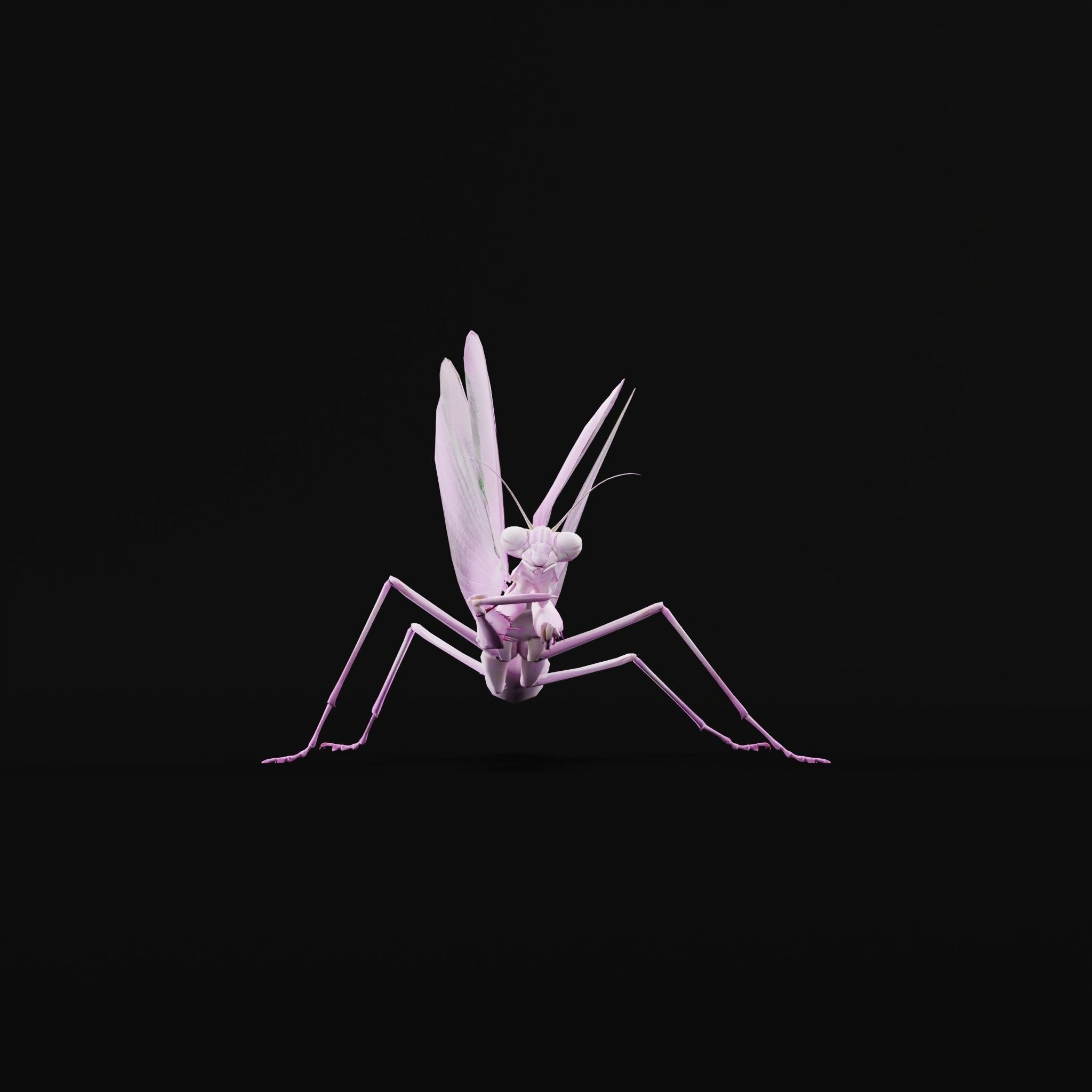 Pink Orchid Mantis Insect Low-poly 3D model_3