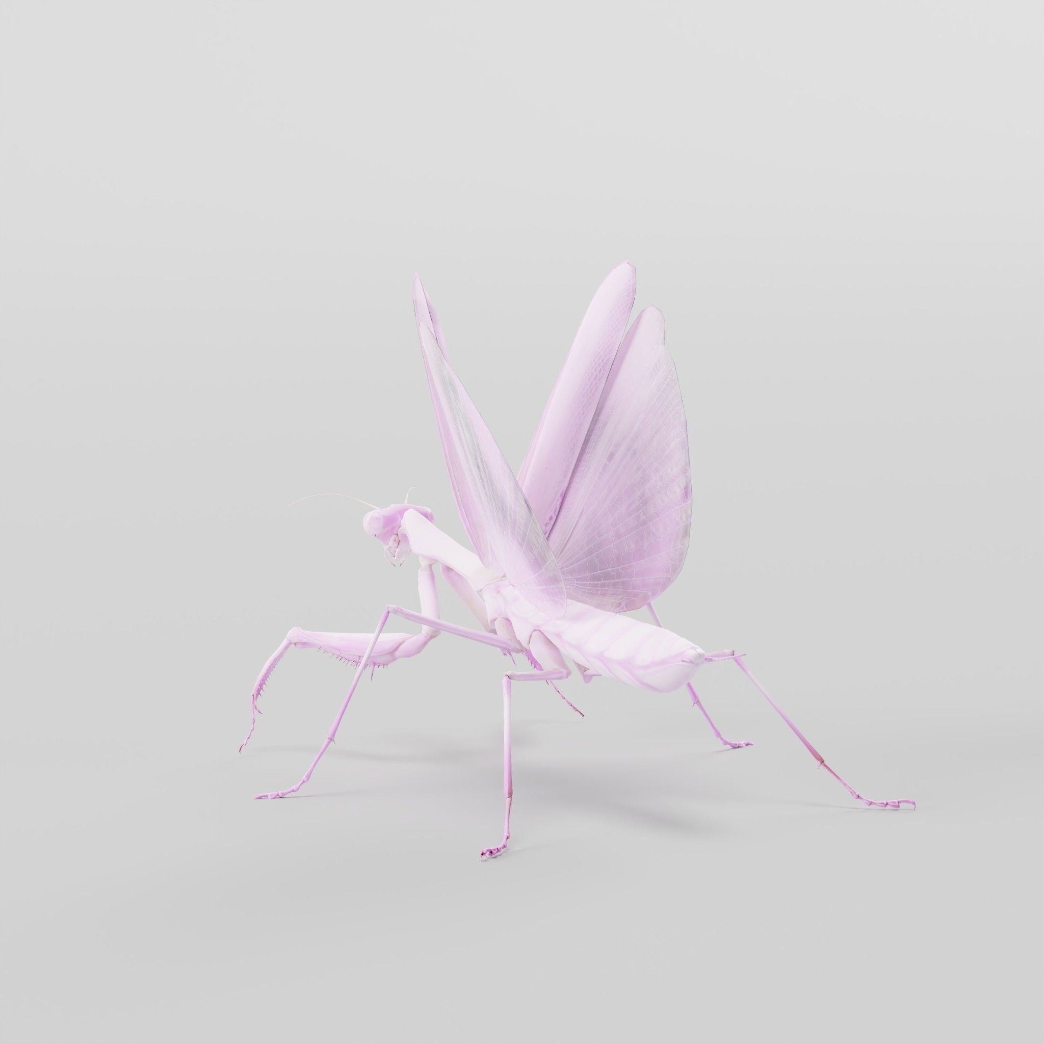 Pink Orchid Mantis Insect Low-poly 3D model_6