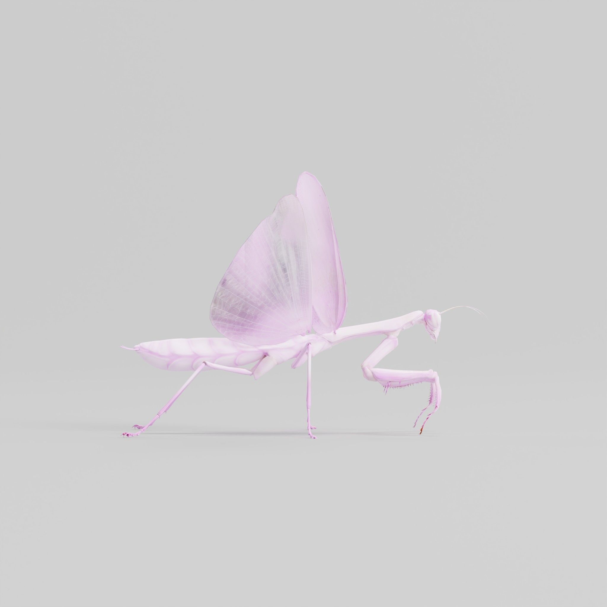 Pink Orchid Mantis Insect Low-poly 3D model_7