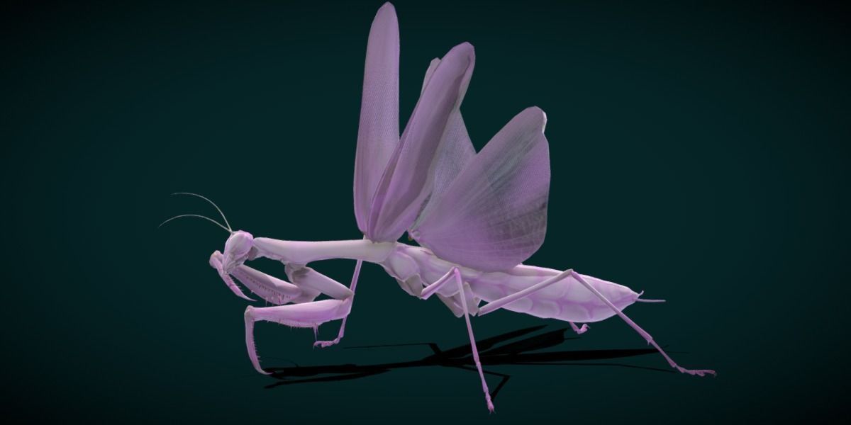 Pink Orchid Mantis Insect Low-poly 3D model_22