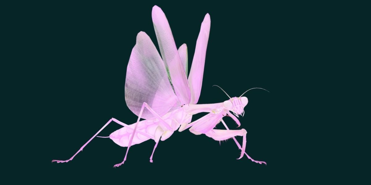 Pink Orchid Mantis Insect Low-poly 3D model_15