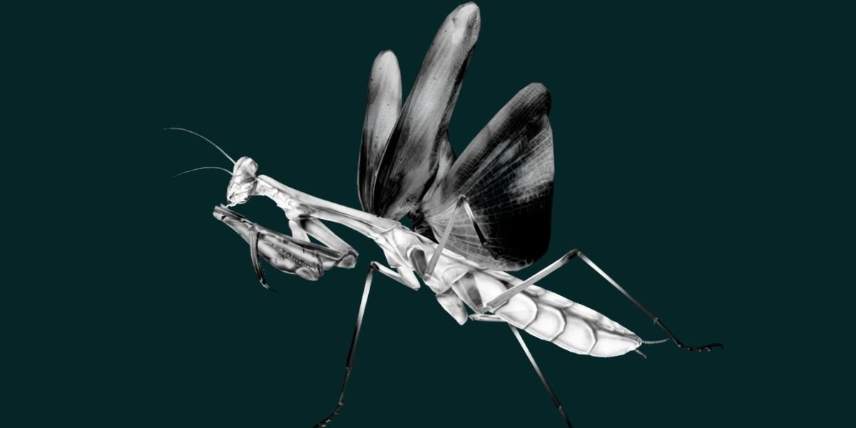 Pink Orchid Mantis Insect Low-poly 3D model_17