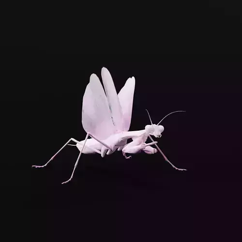 Pink Orchid Mantis Insect Low-poly 3D model