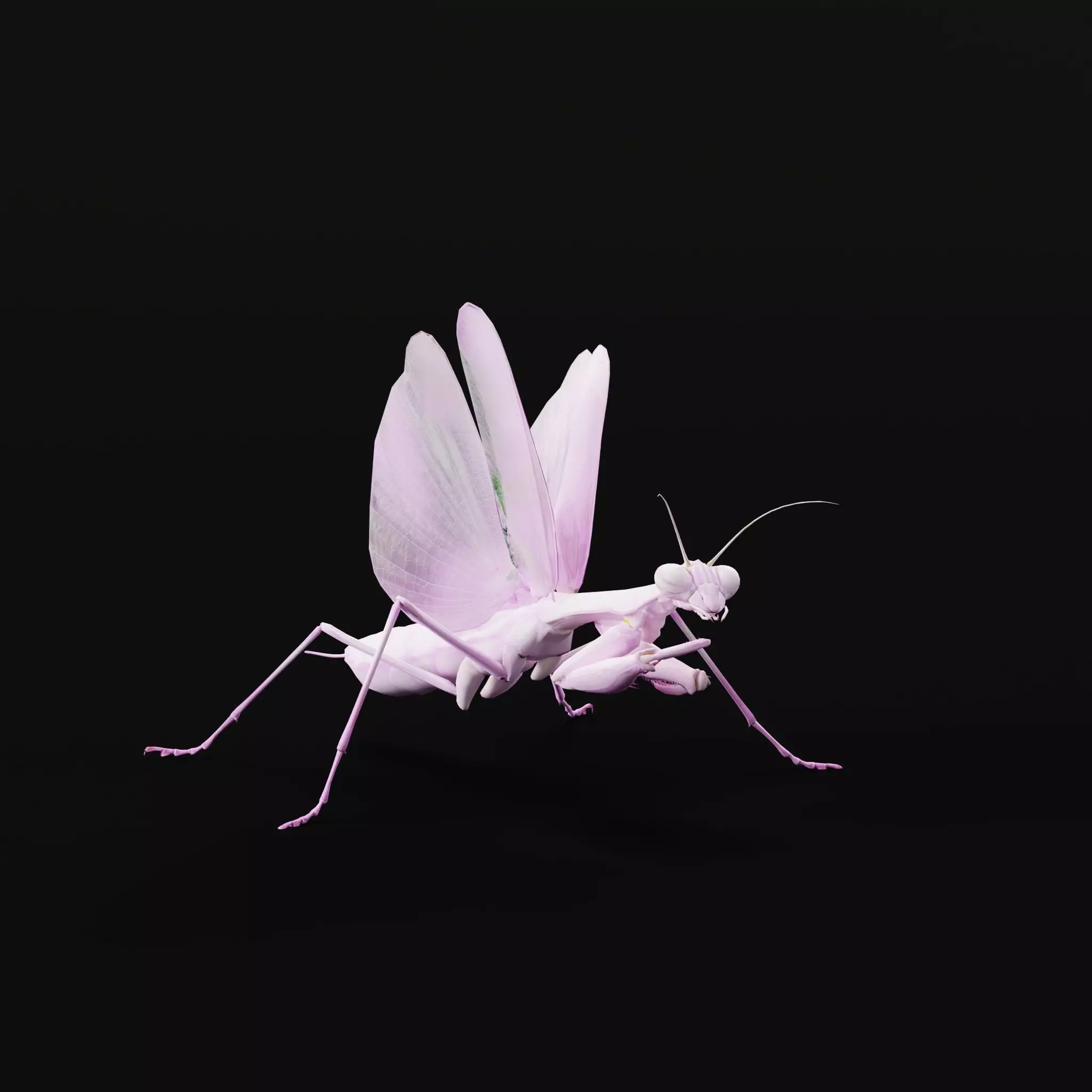 Pink Orchid Mantis Insect Low-poly 3D model_0
