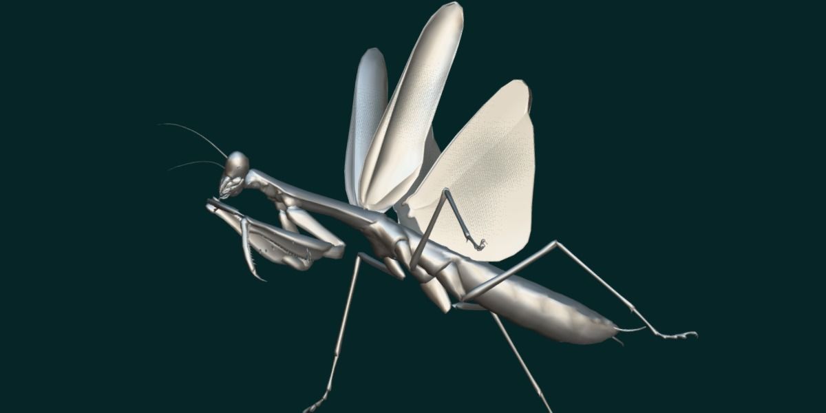 Pink Orchid Mantis Insect Low-poly 3D model_18