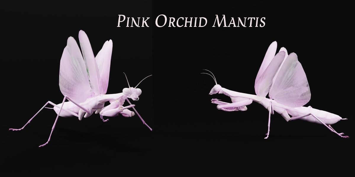 Pink Orchid Mantis Insect Low-poly 3D model_2