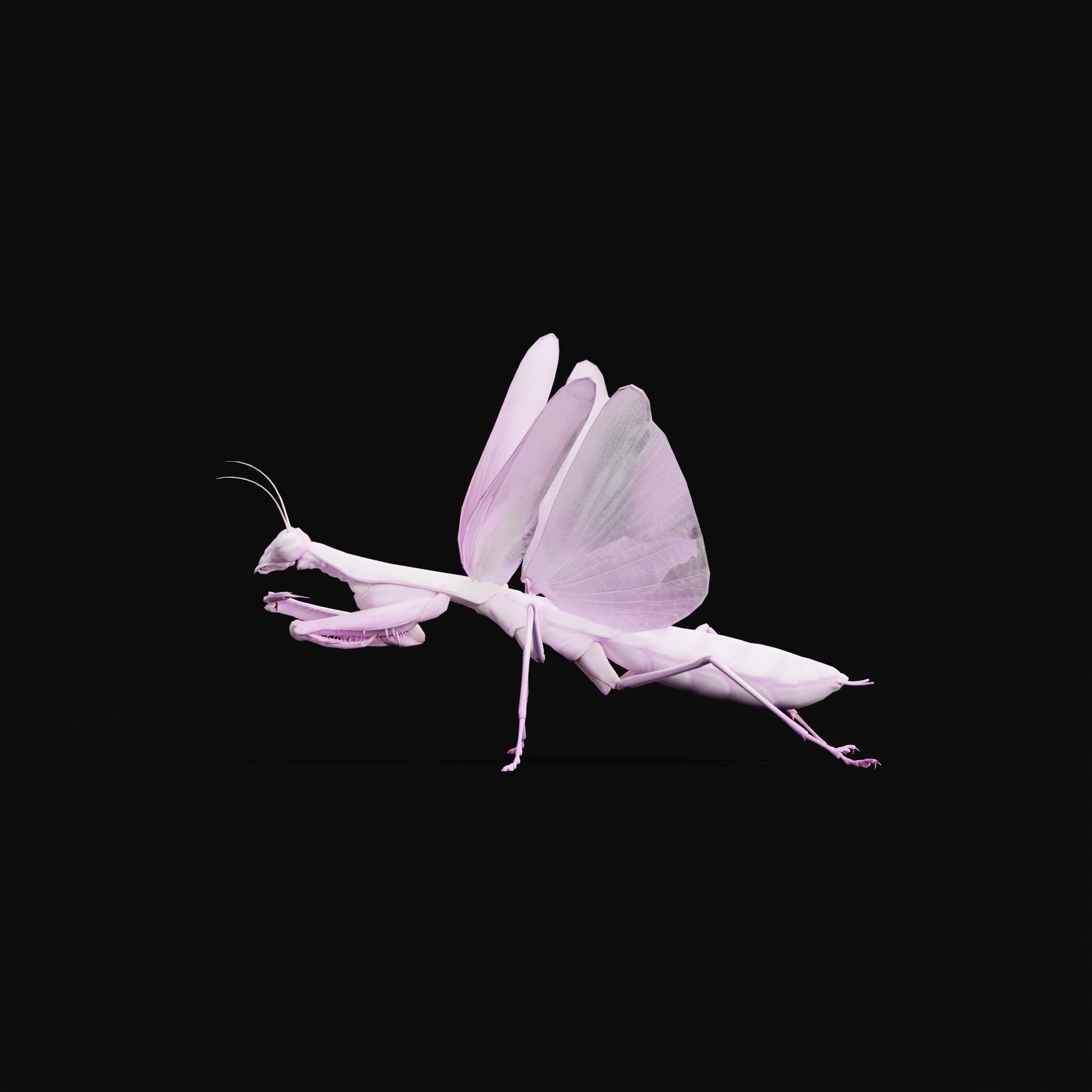 Pink Orchid Mantis Insect Low-poly 3D model_4