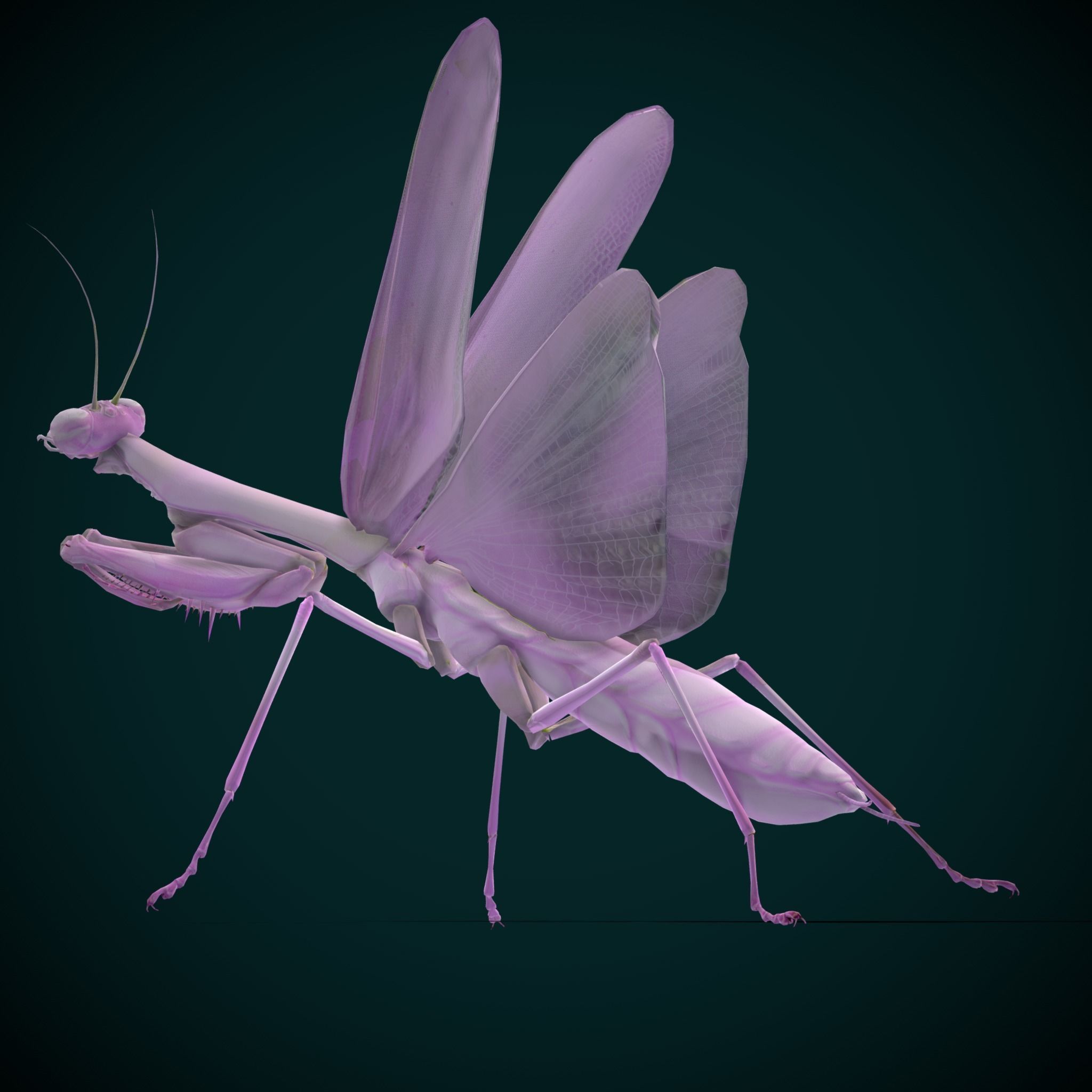 Pink Orchid Mantis Insect Low-poly 3D model_13