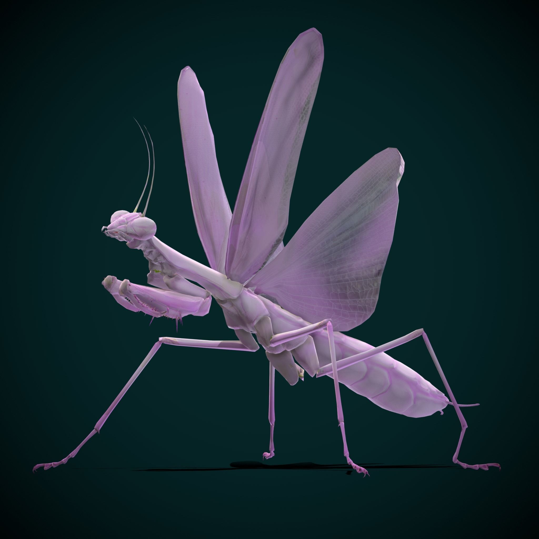 Pink Orchid Mantis Insect Low-poly 3D model_12