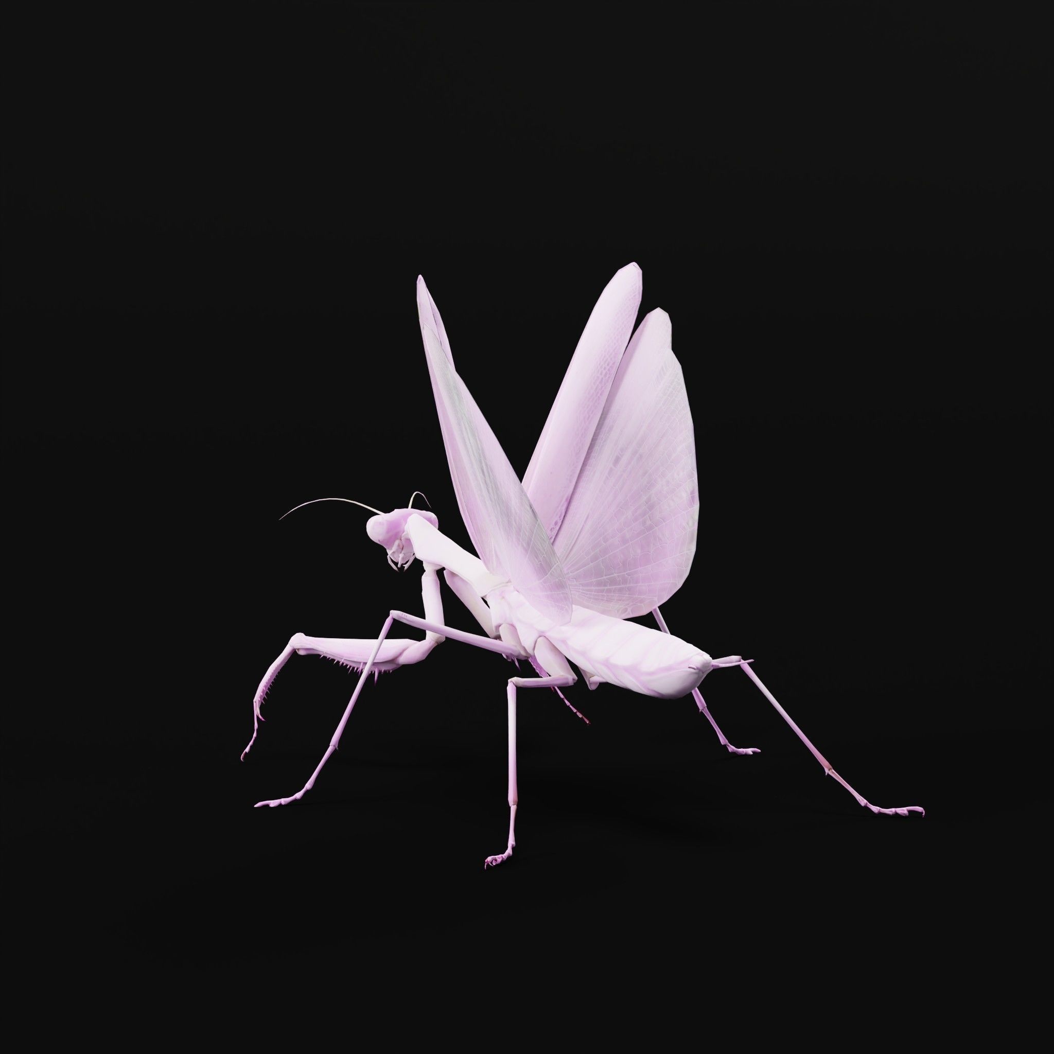 Pink Orchid Mantis Insect Low-poly 3D model_8