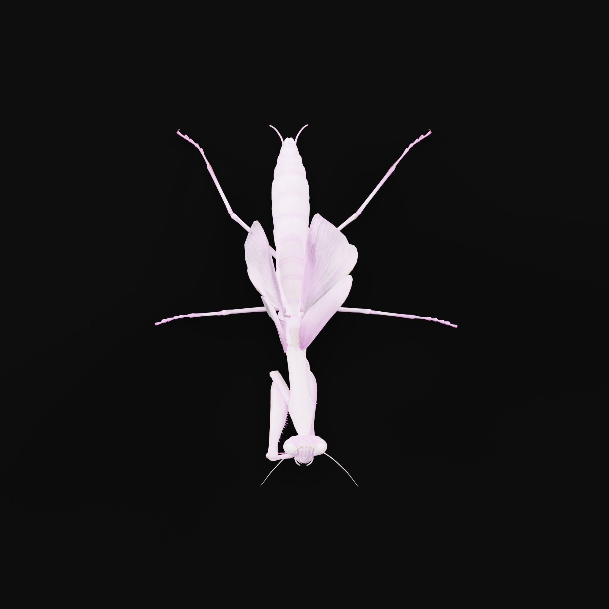 Pink Orchid Mantis Insect Low-poly 3D model_5