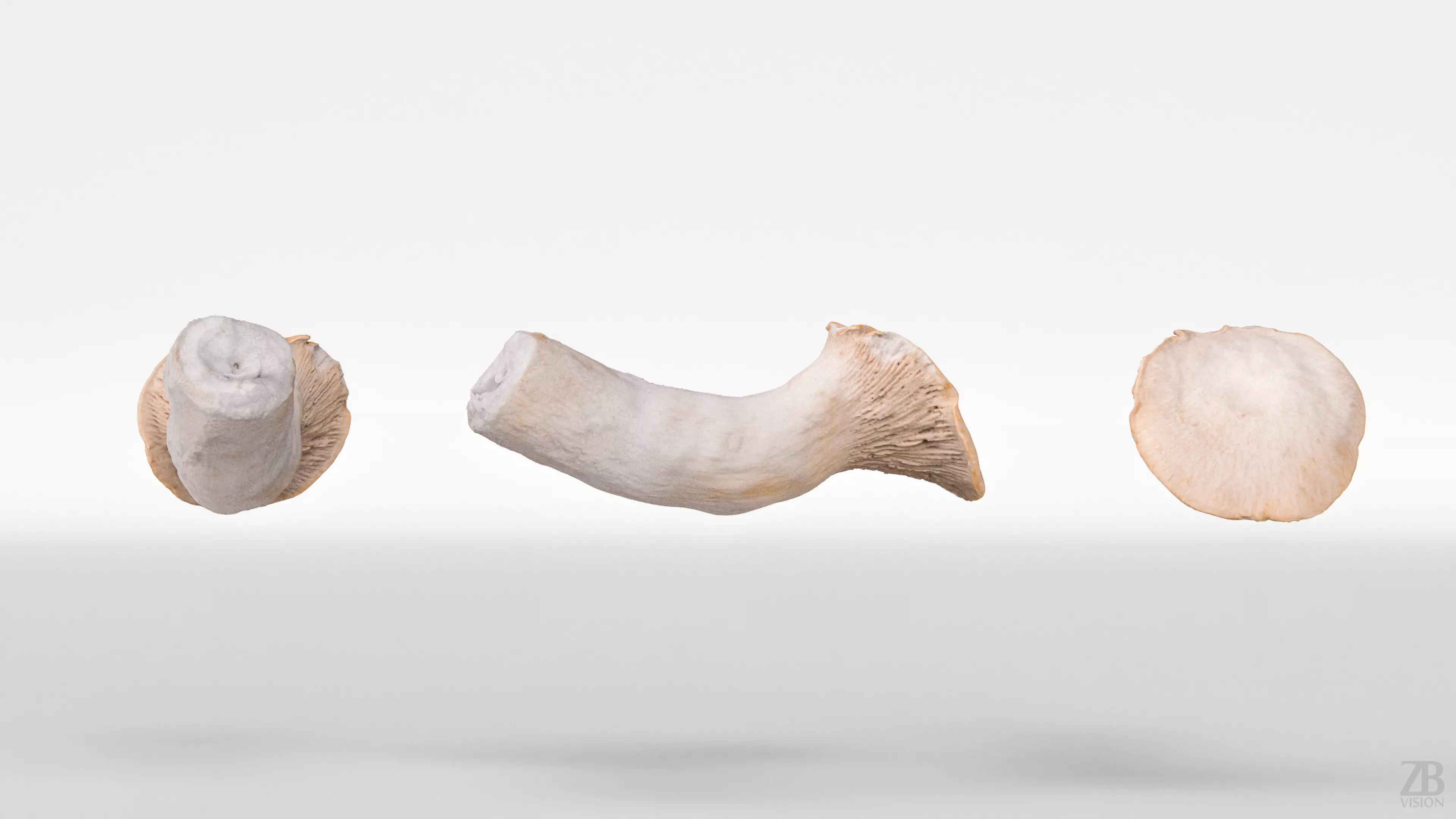 Mushroom 3D model_4