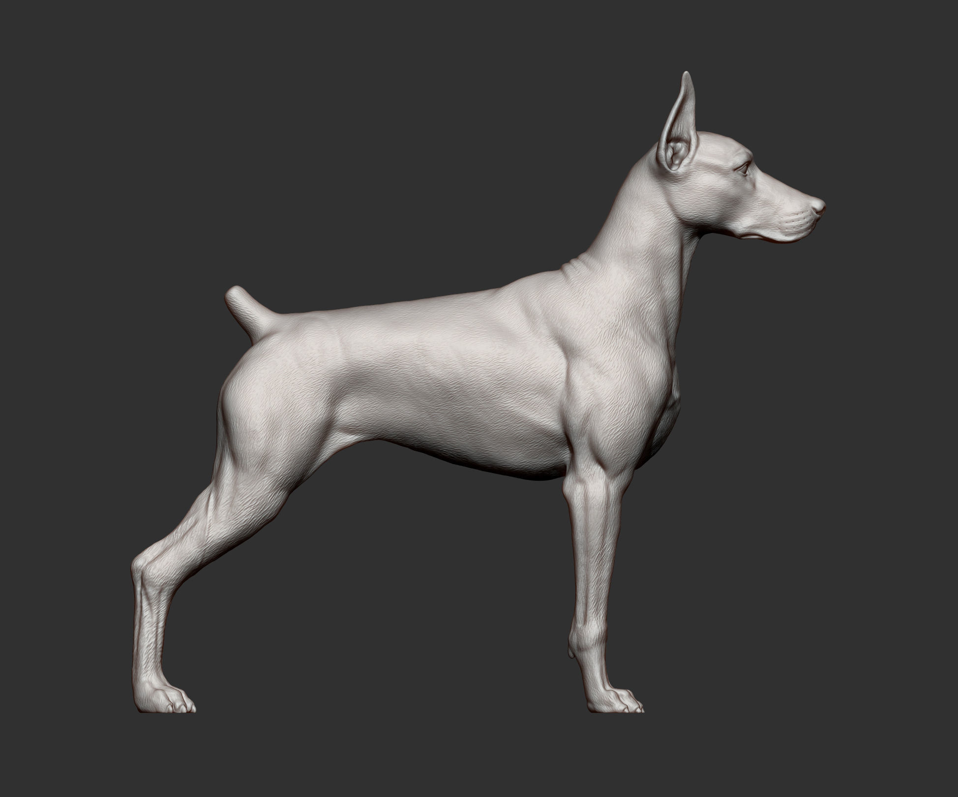 Doberman 3D print model_6