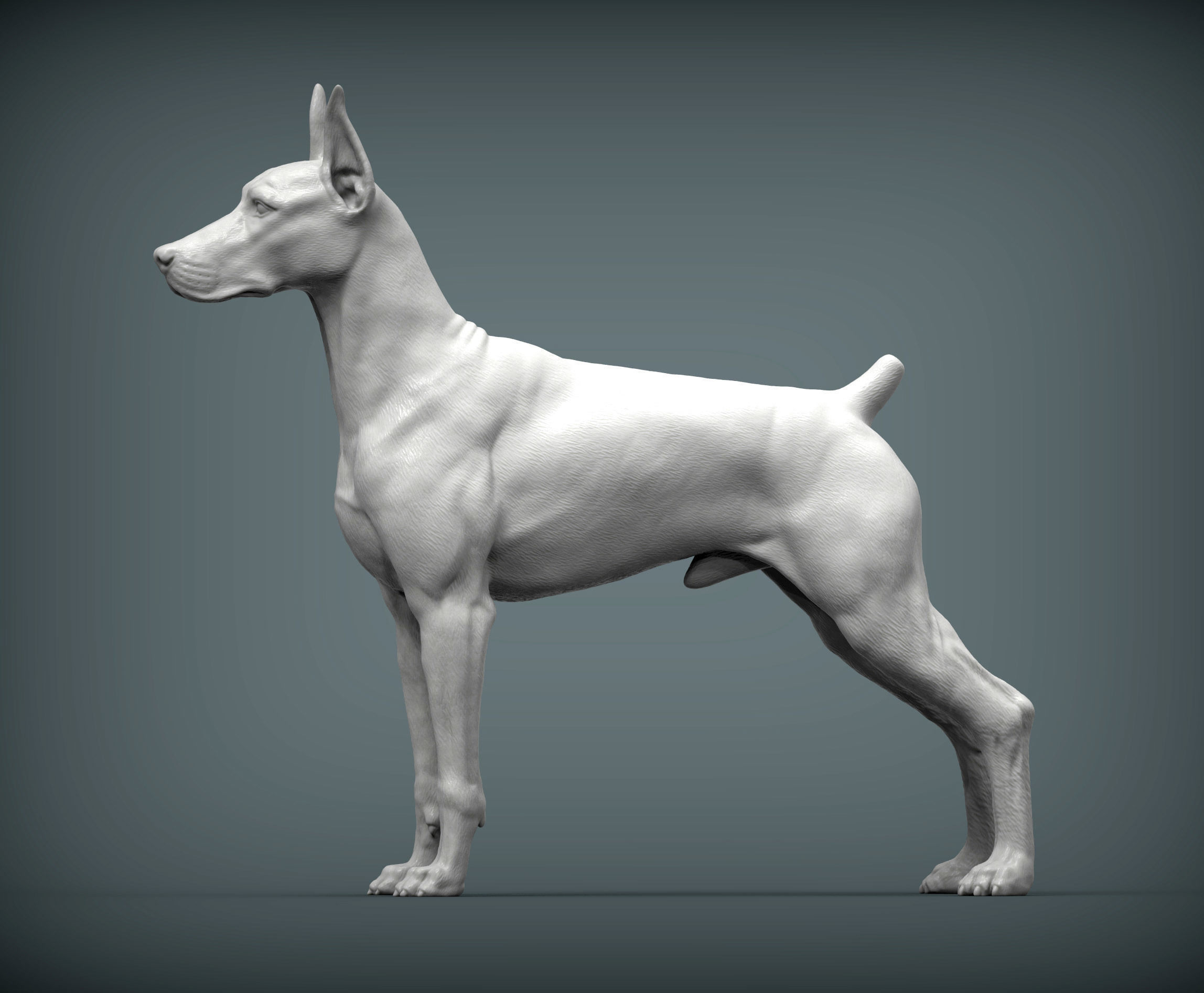 Doberman 3D print model_2