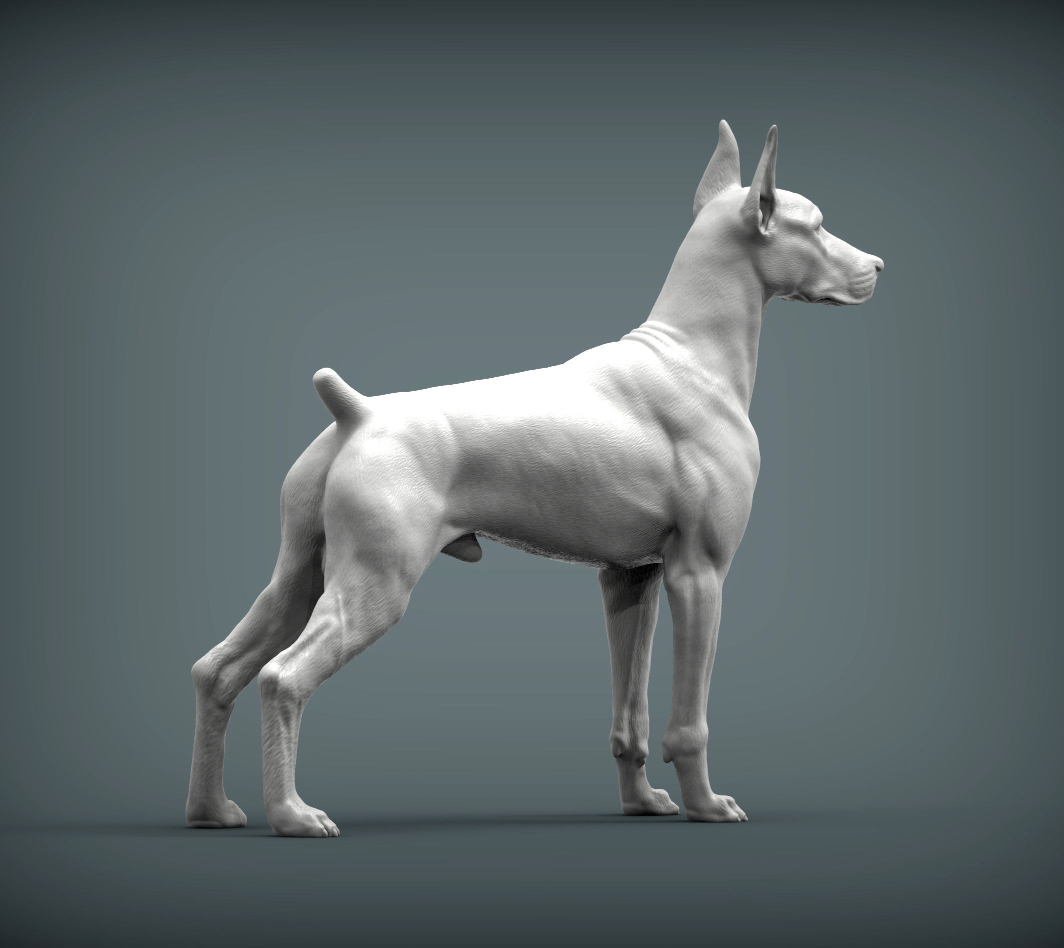 Doberman 3D print model_8