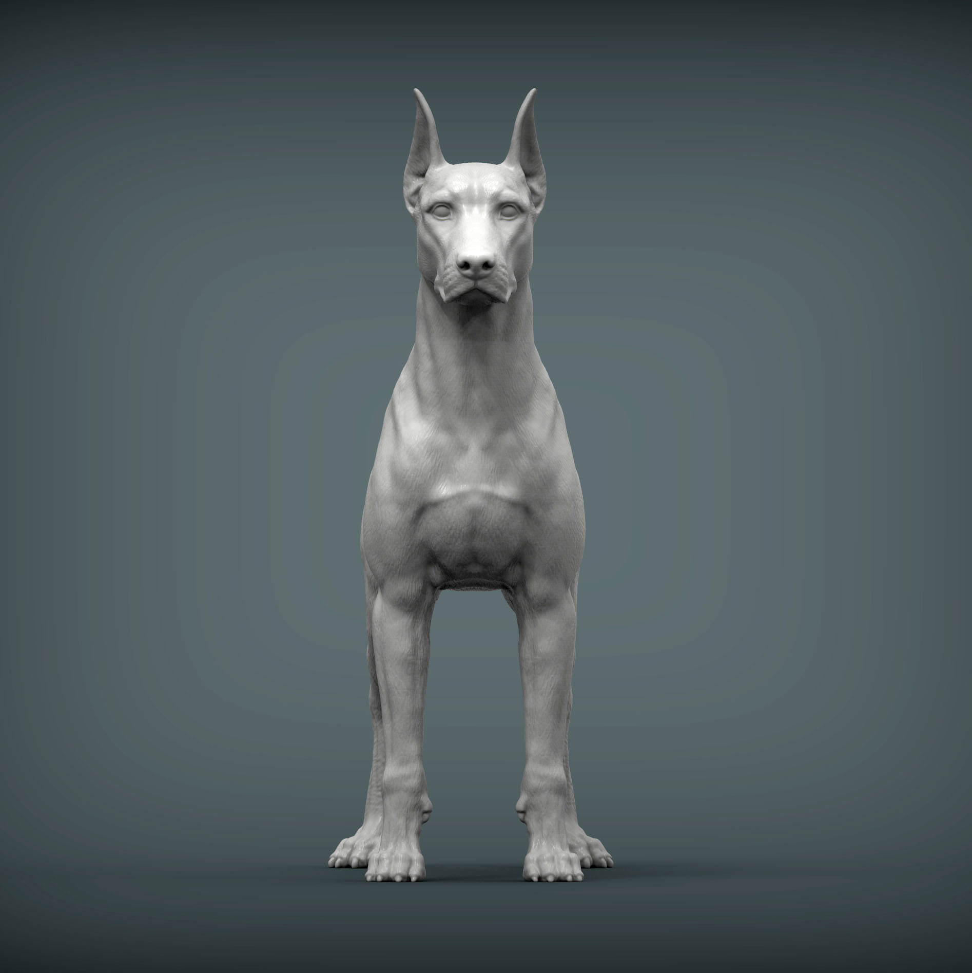 Doberman 3D print model_3