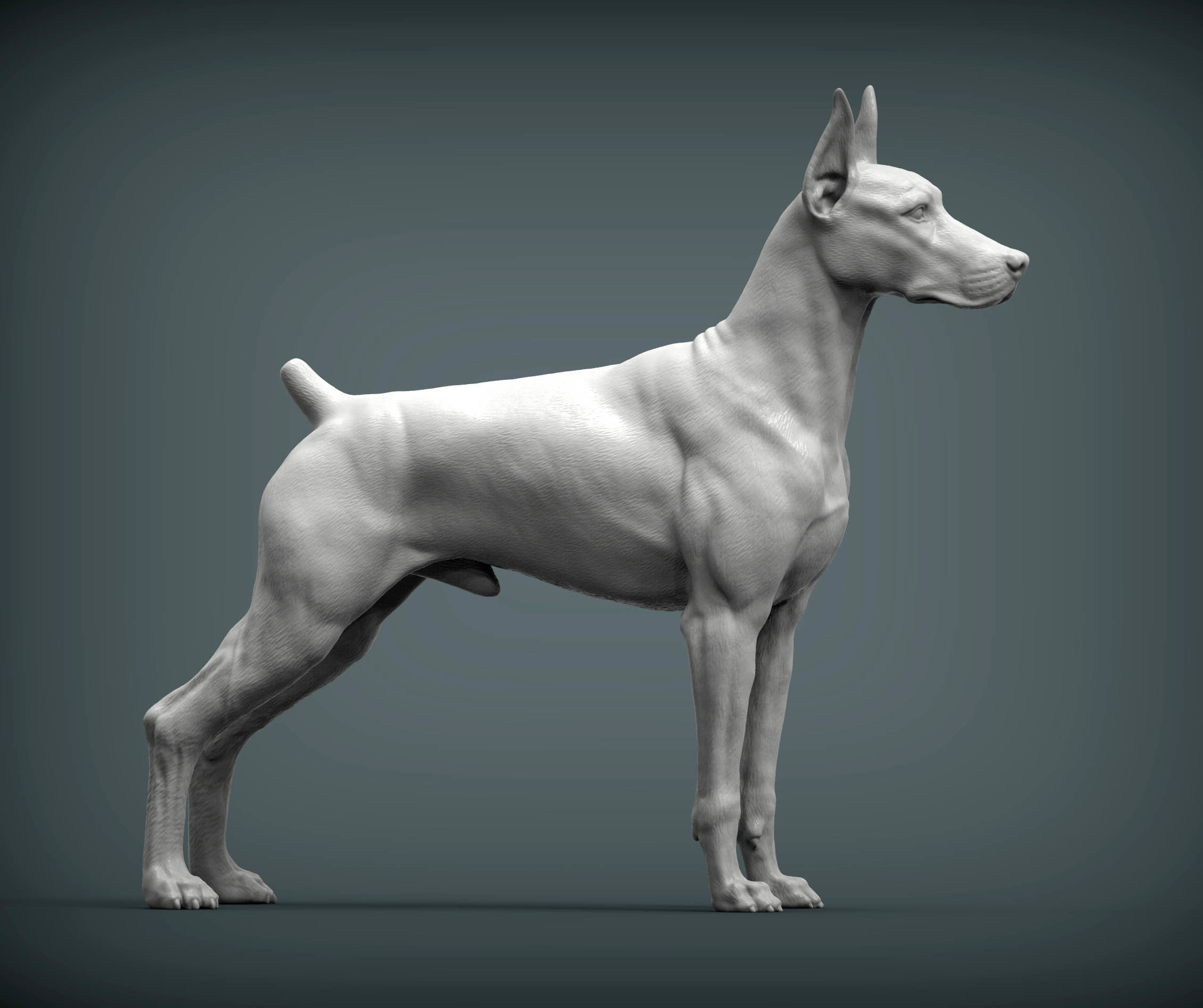 Doberman 3D print model_5