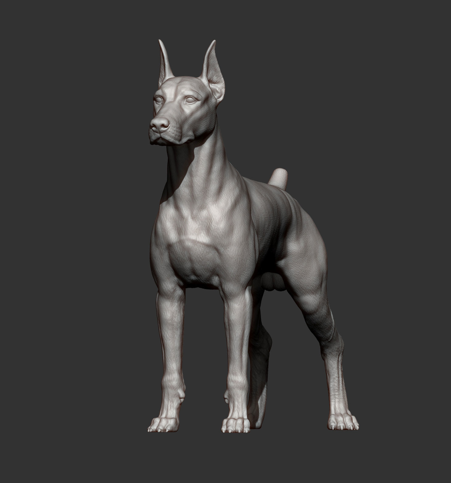 Doberman 3D print model_13
