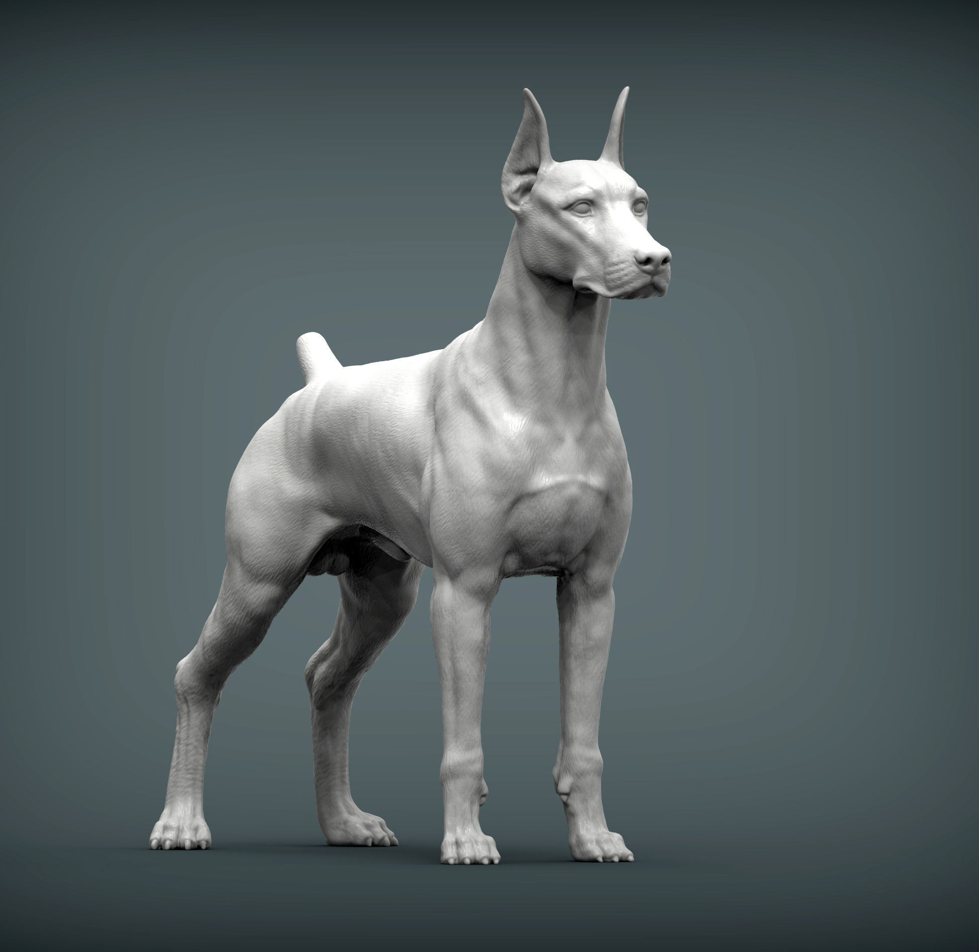 Doberman 3D print model_4
