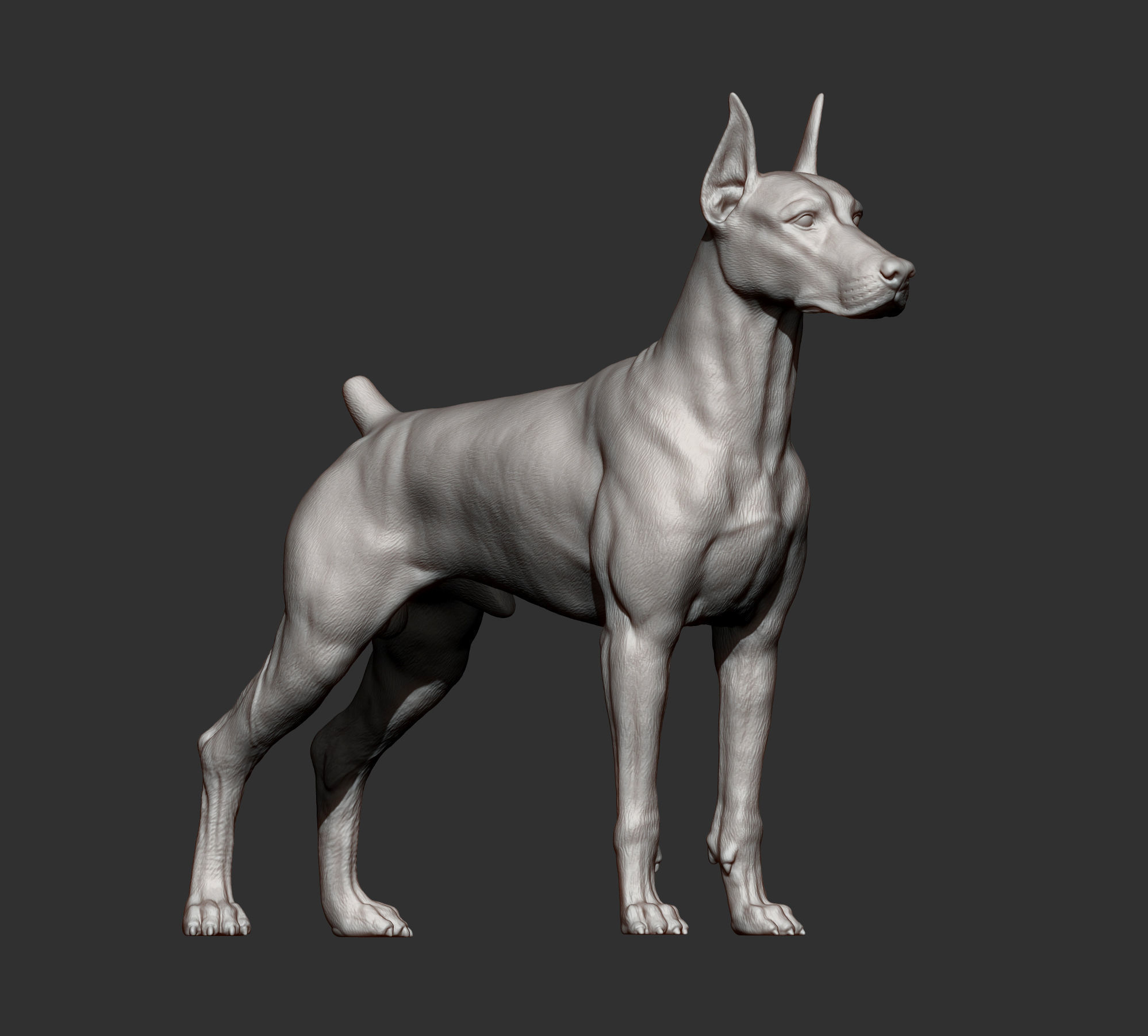 Doberman 3D print model_12