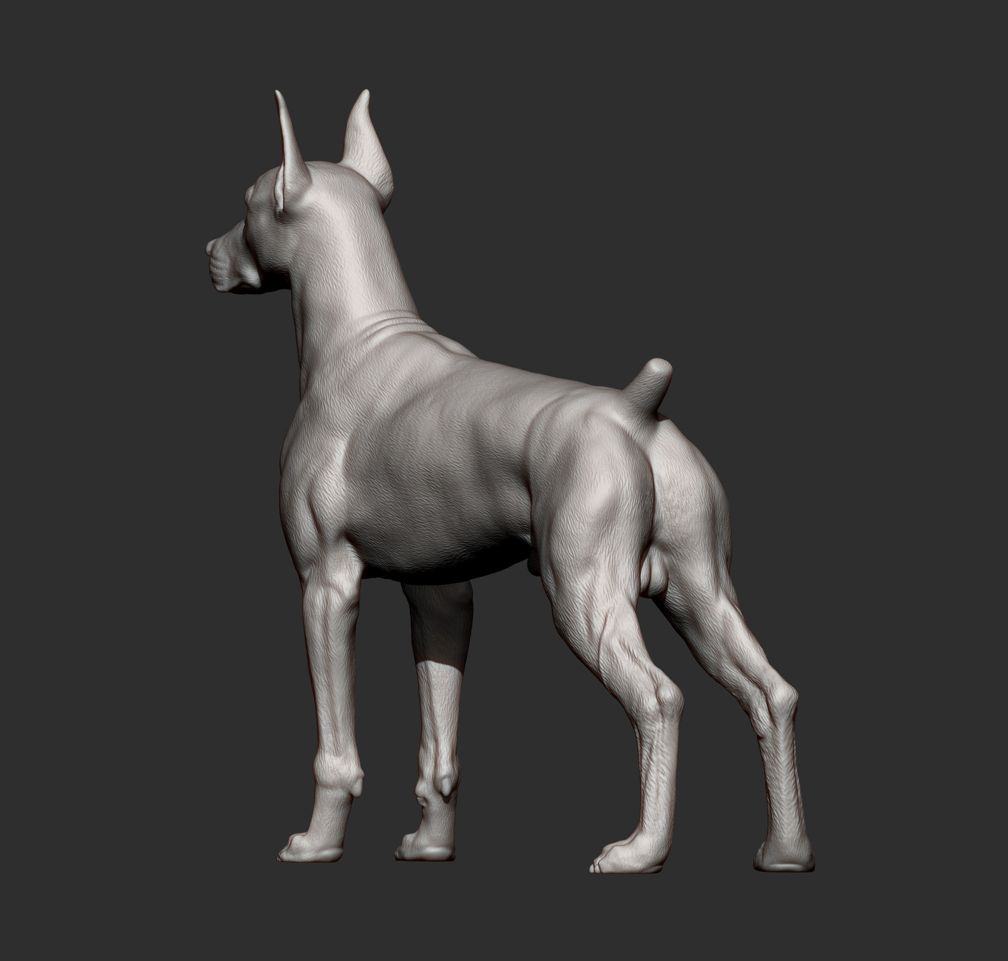 Doberman 3D print model_9