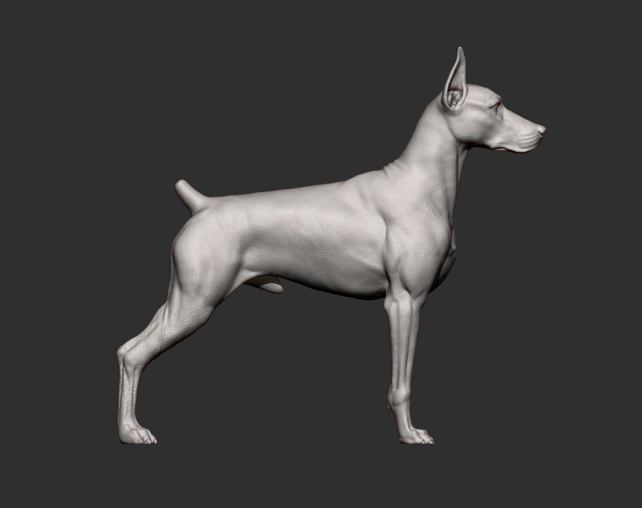 Doberman 3D print model_10