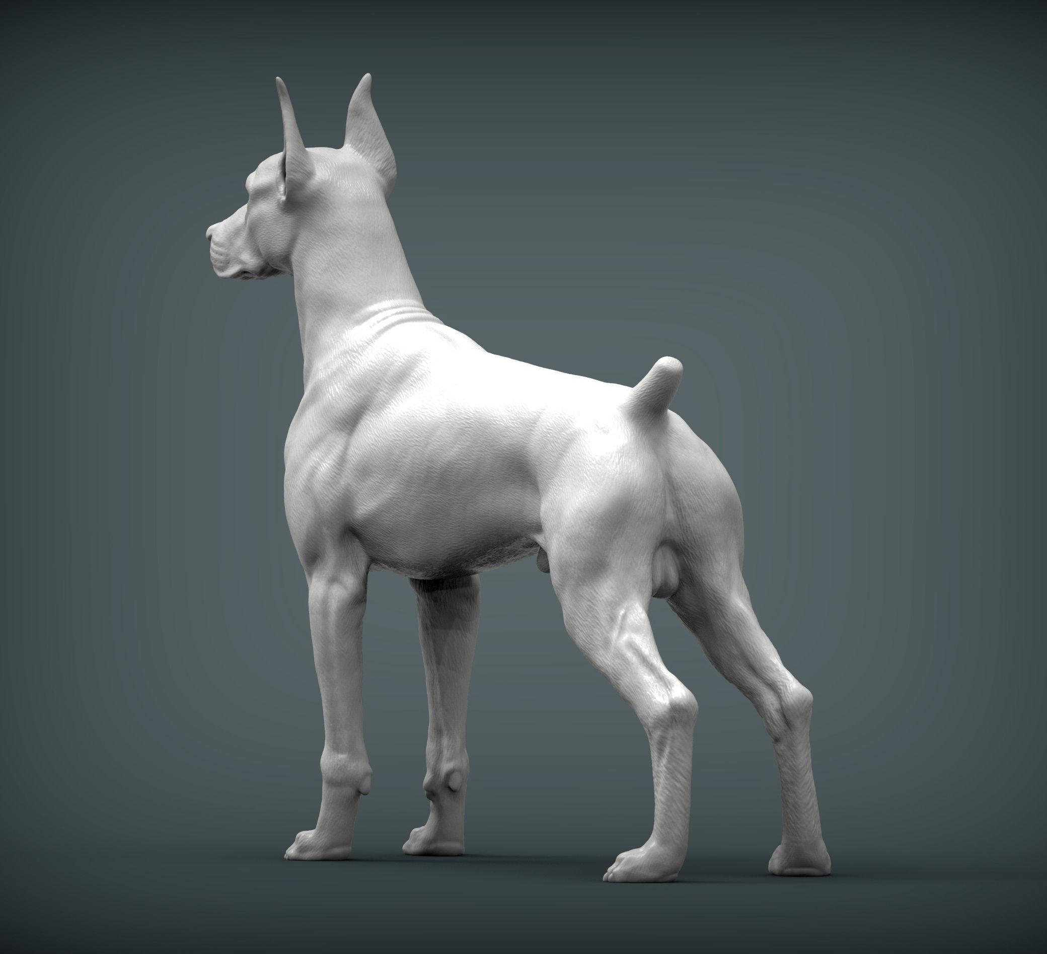 Doberman 3D print model_7