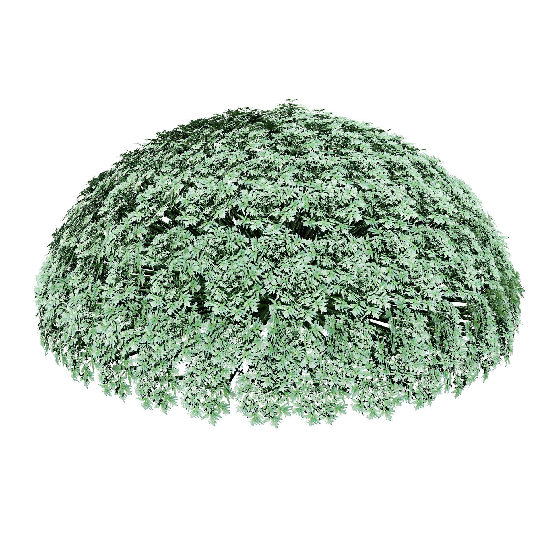 Silver Mound Artemisia 3d model Low-poly 3D model_2