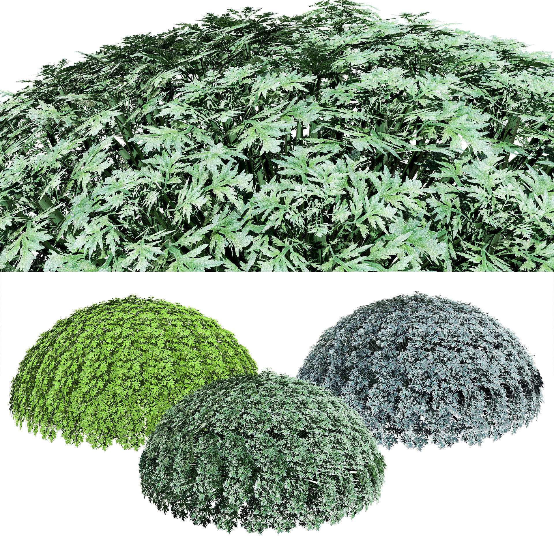 Silver Mound Artemisia 3d model Low-poly 3D model_11