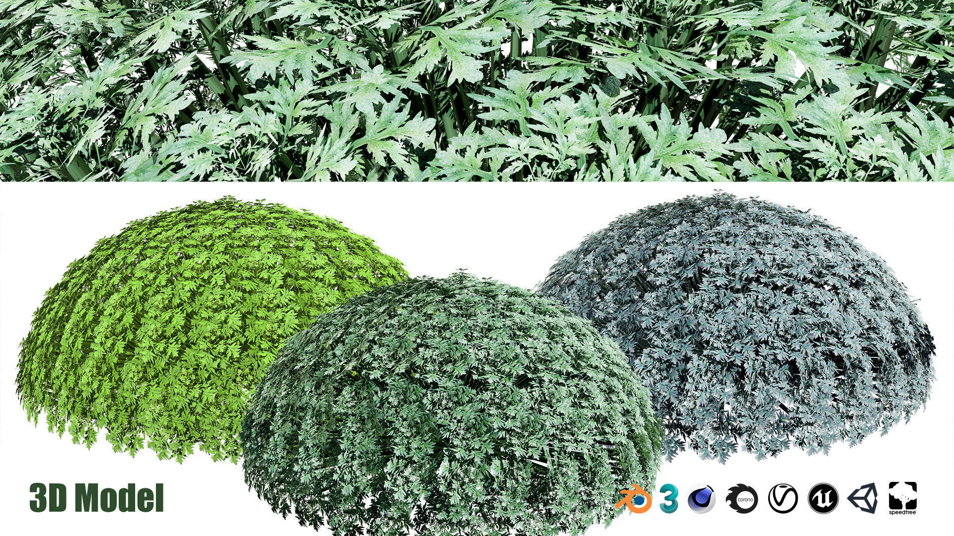 Silver Mound Artemisia 3d model Low-poly 3D model_10