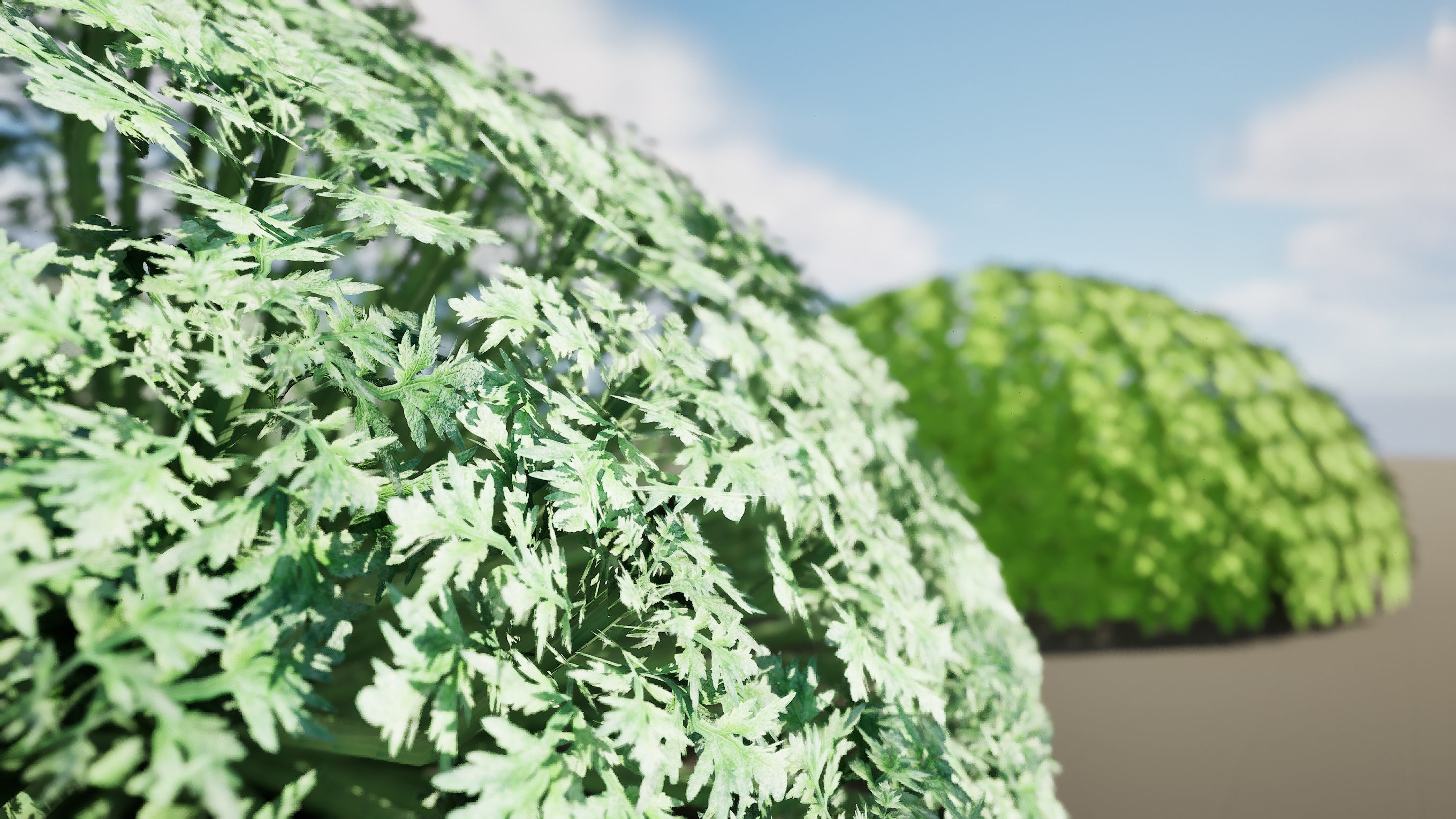 Silver Mound Artemisia 3d model Low-poly 3D model_8