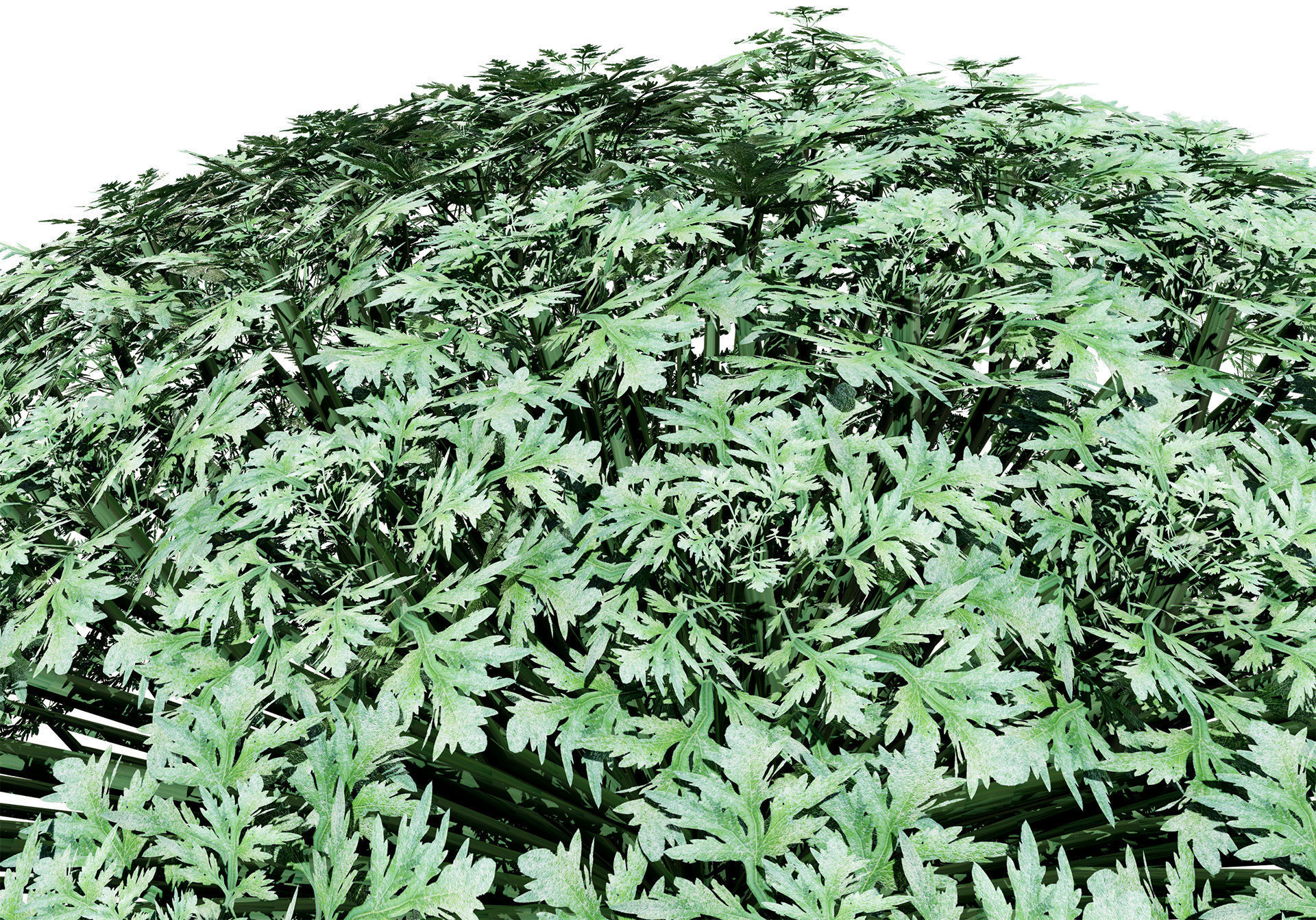 Silver Mound Artemisia 3d model Low-poly 3D model_3