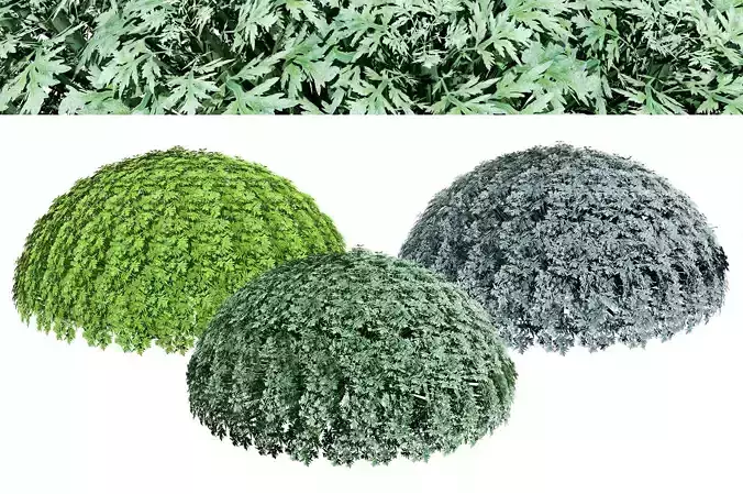 Silver Mound Artemisia 3d model Low-poly 3D model