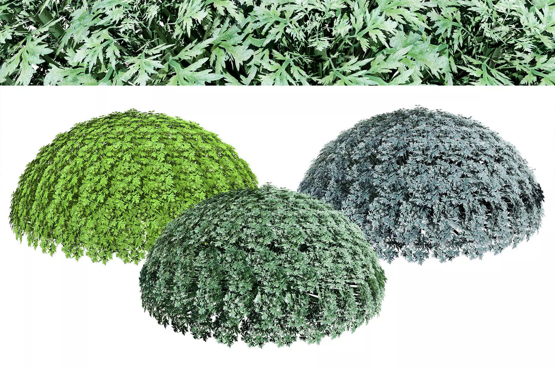 Silver Mound Artemisia 3d model Low-poly 3D model_0